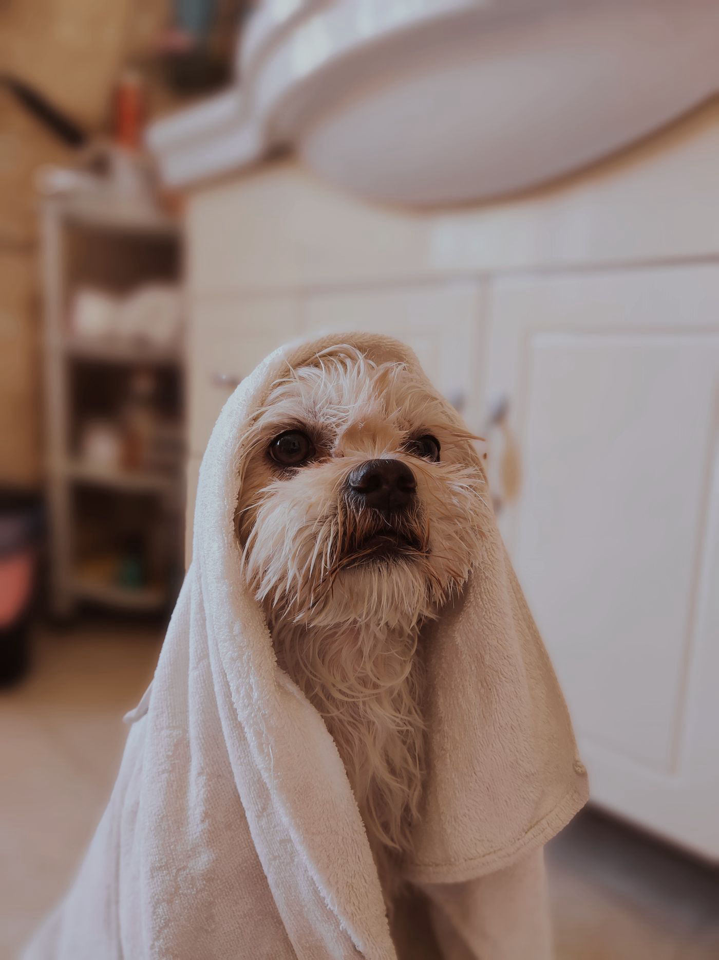Small dog wrapped in a soft white spa towel after a warm bath, relaxed spa treatment at Southshore Pet Grooming in Ruskin, FL