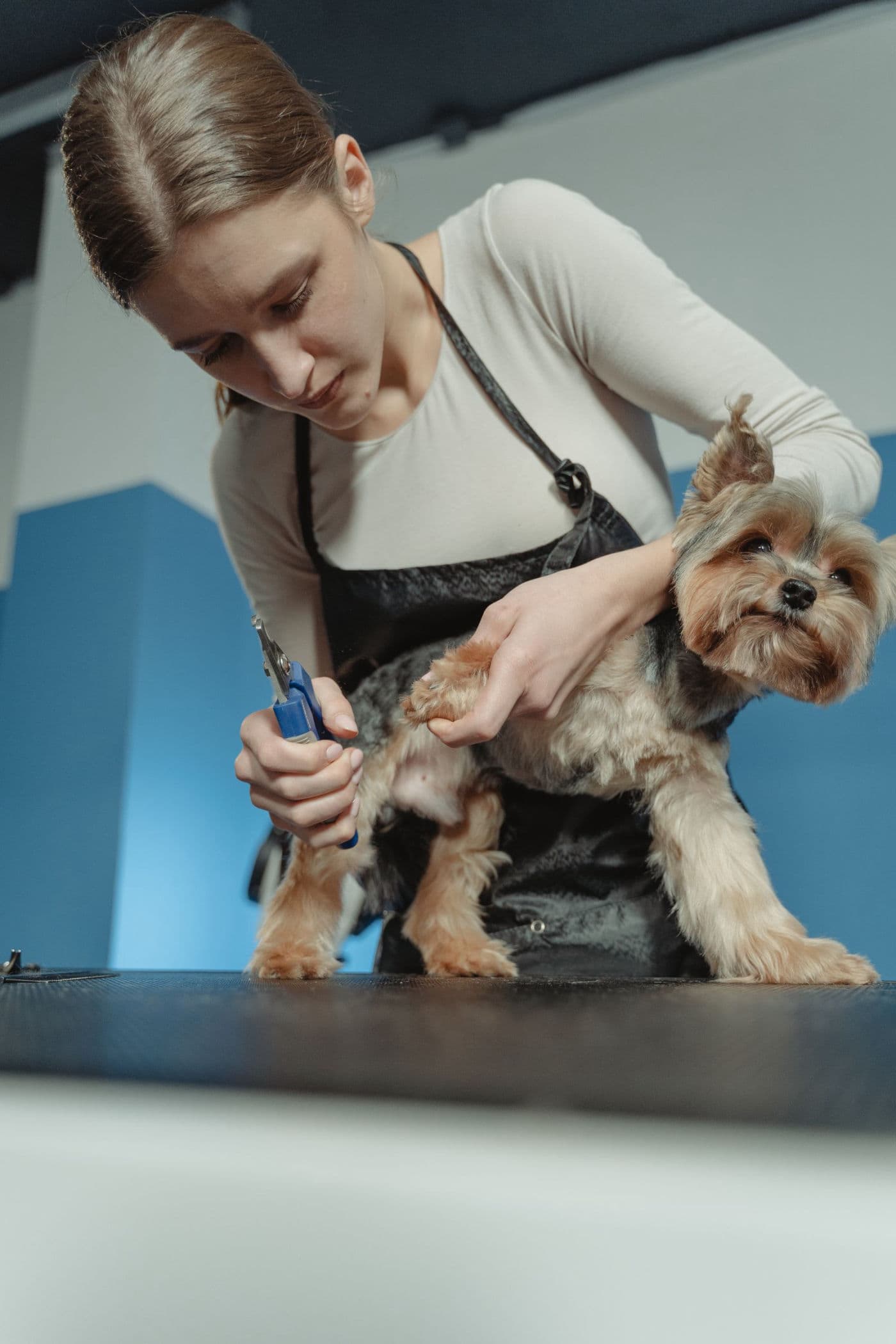 Groomer gently trimming a Yorkie's nails, walk-in nail trims at Southshore Pet Grooming in Ruskin, FL