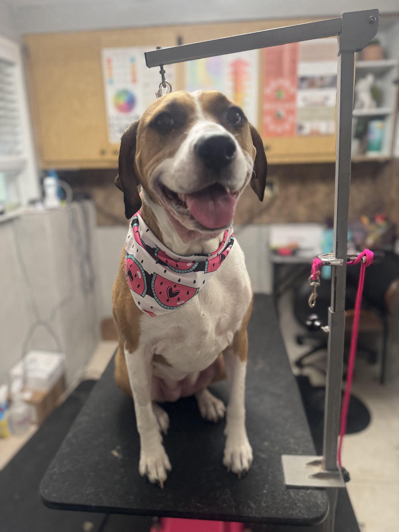 Happy hound mix in a watermelon bandana after a full-service dog groom at Southshore Pet Grooming in Ruskin, FL