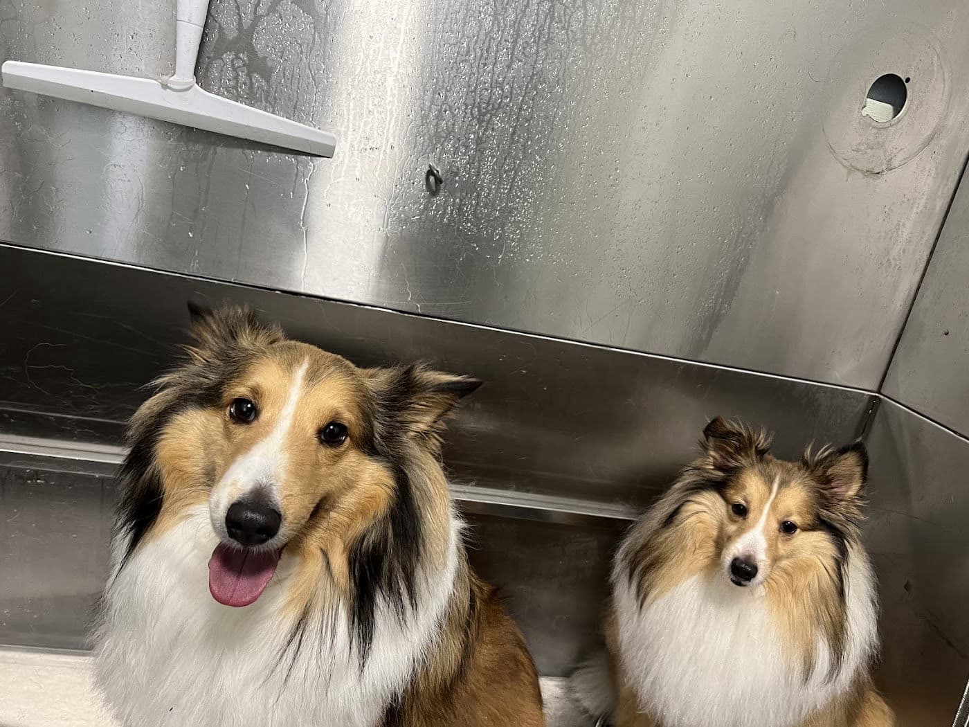 Two smiling Shelties in the tub on bath day at Southshore Pet Grooming in Ruskin, FL